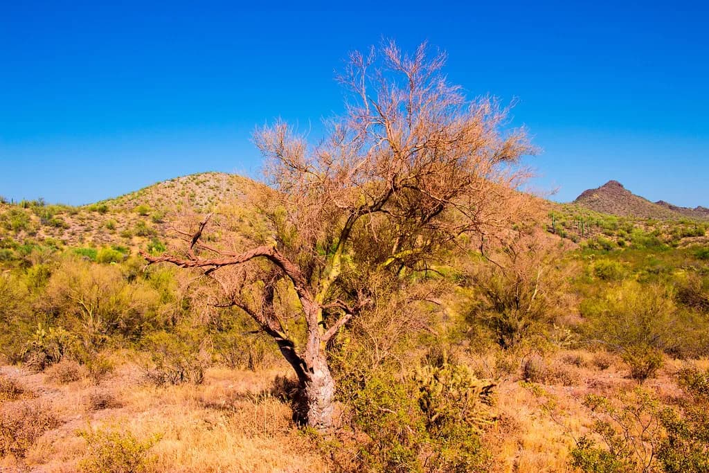 Essence of Tranquility Hot Spring, Arizona: Soaking Guide