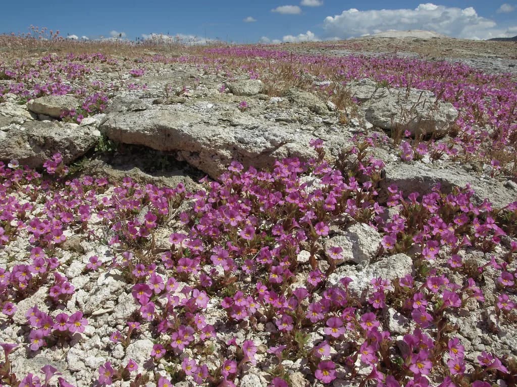 Hot Springs Near Reno: Natural Soaks and Developed Pools