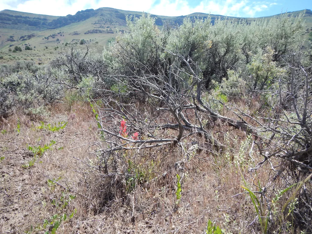Wyoming big sagebrush steppe: Hart Mountain National Antelope Refuge, Oregon