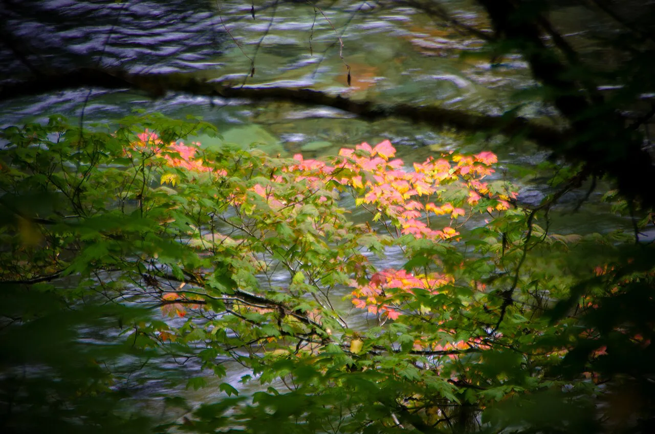 Fall Color on the Clackamas-Mt Hood, near Austin Hot Springs, Oregon