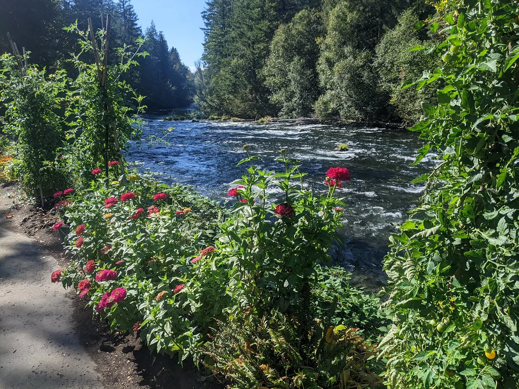 McKenzie River at Belknap, Oregon
