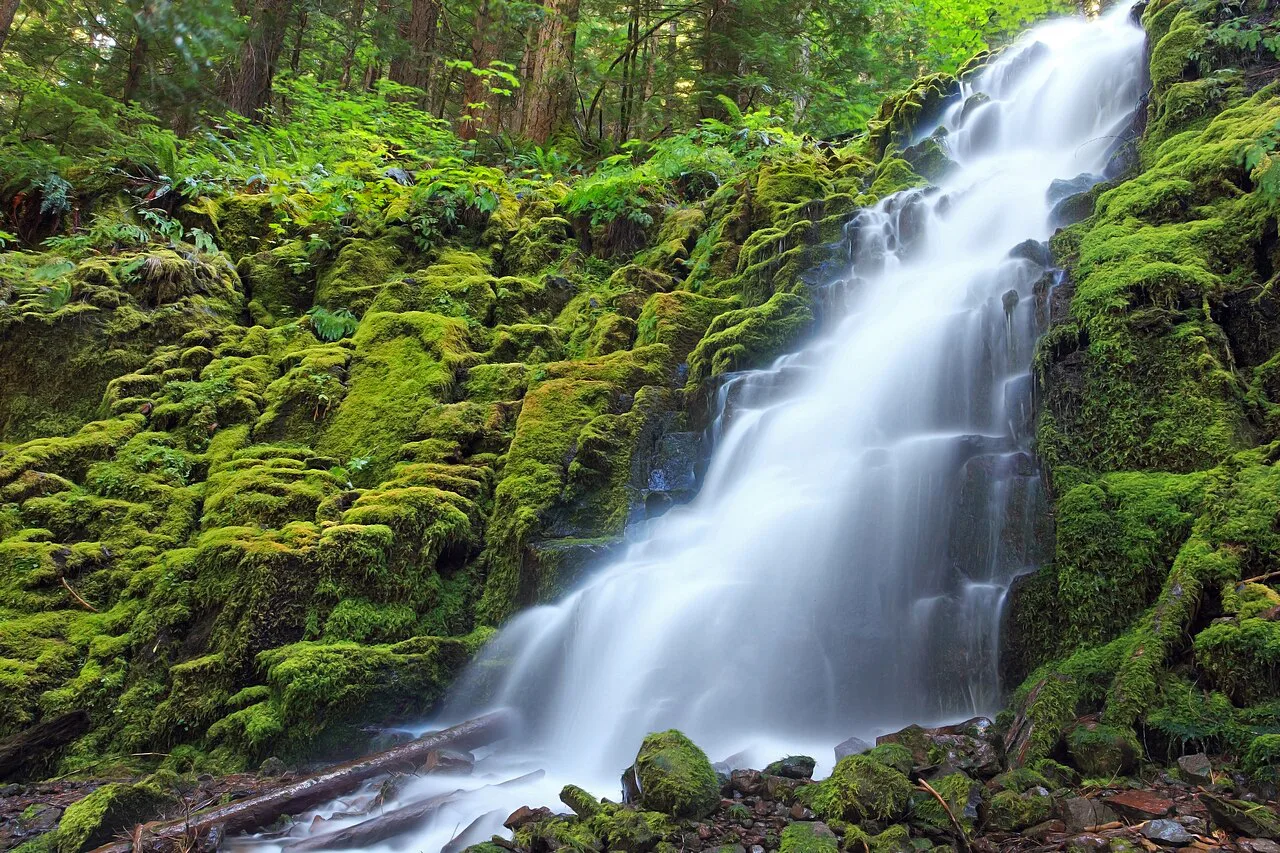 White Branch Falls, near Belknap Hot Springs, Oregon
