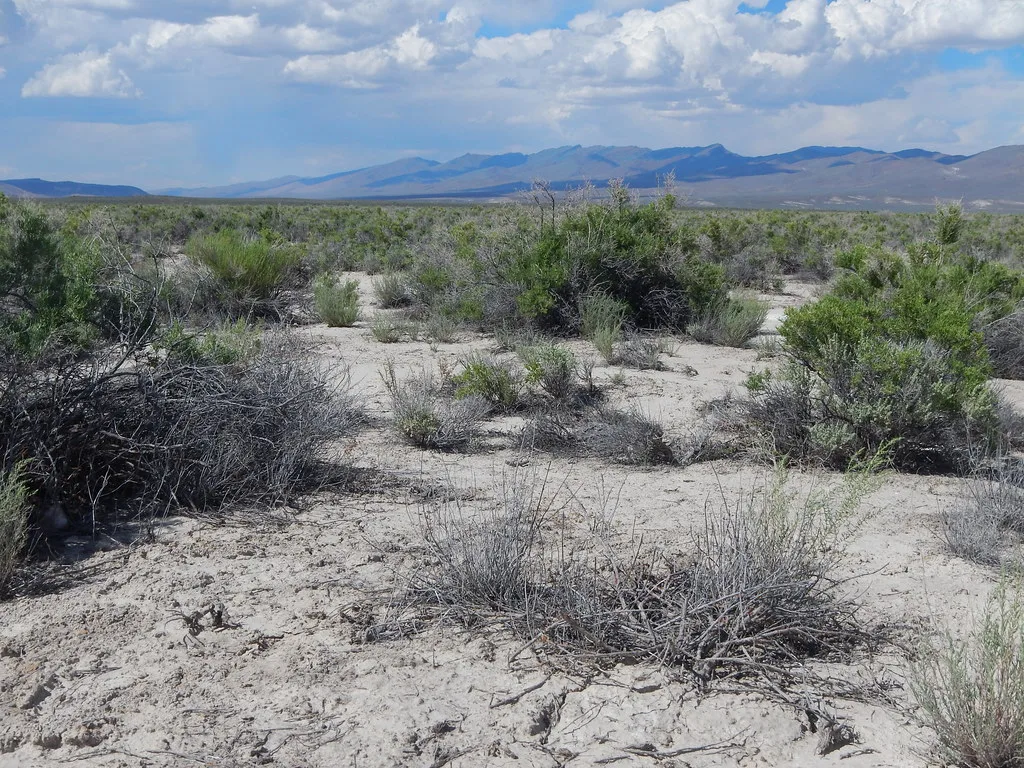 Greasewood flats: northeast boundary of Sheldon National Wildlife Refuge, near Bog Hot Springs, Nevada