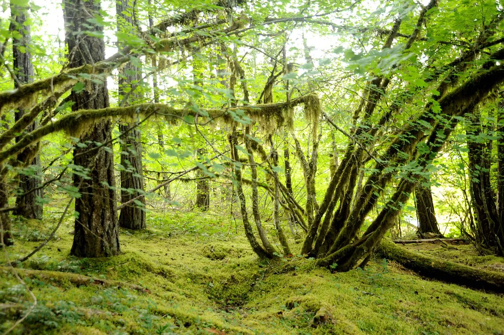 Mossy forest at Breitenbush Hot Springs, Oregon