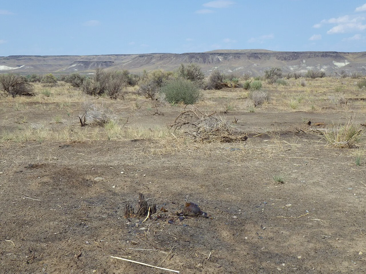 Sagebrush steppe near entrance to Bruneau Dunes, Idaho