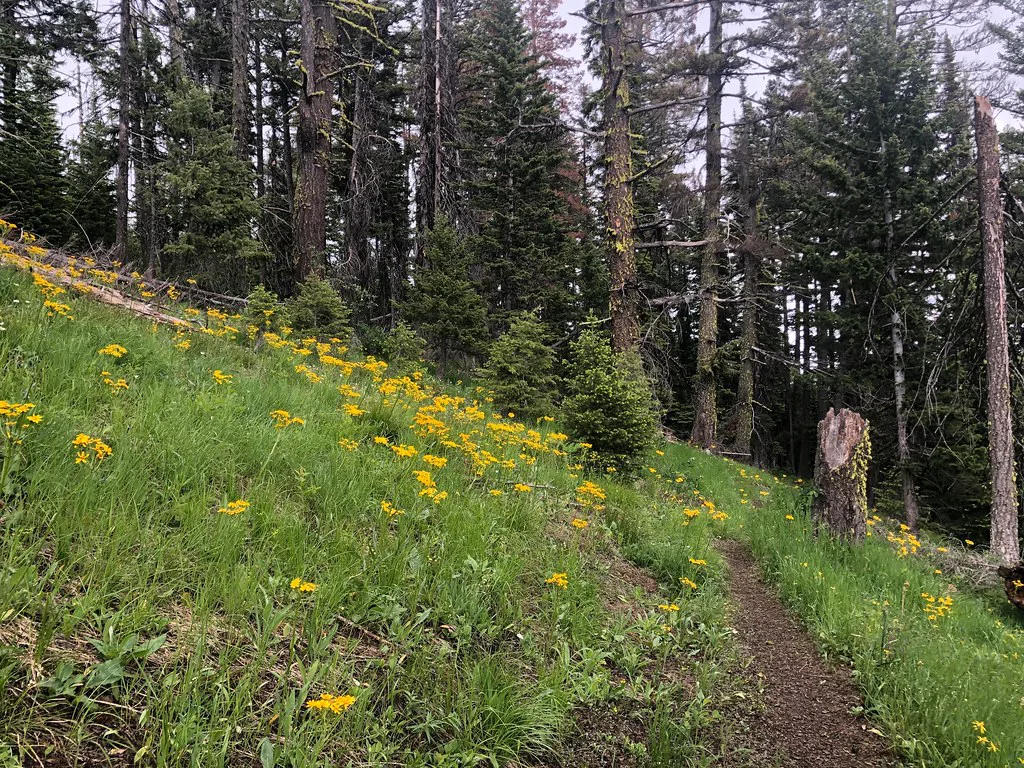 Big Hole Lookout Trail, about 29 km from Hot Springs, Montana