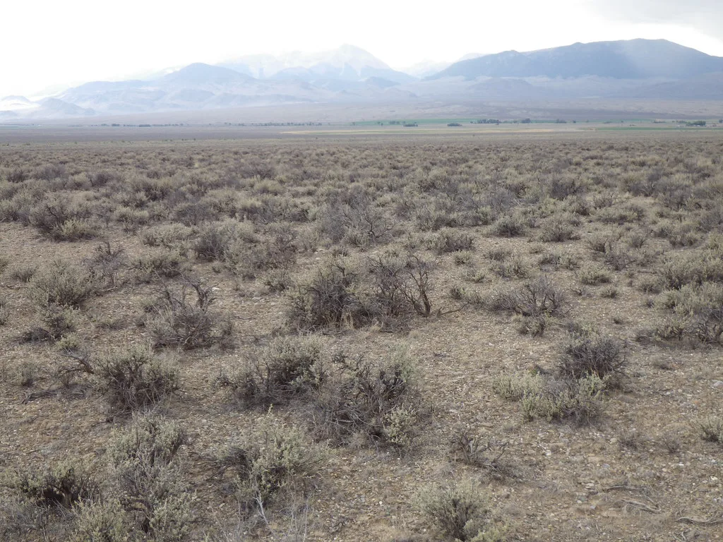 Pahsimeroi Valley: sagebrush steppe, about 29 km from Challis Hot Springs, Idaho