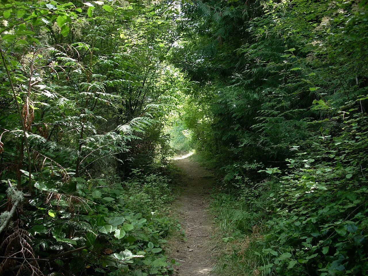 Forest trail on Orcas Island, Washington