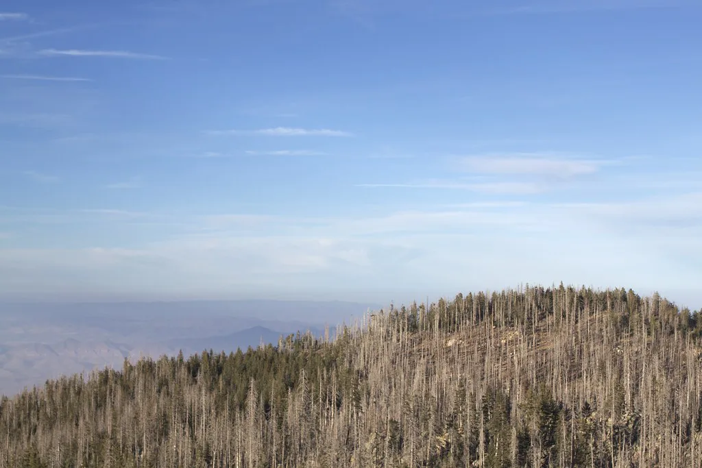 View from Mount Graham, about 22 km from Safford, Arizona