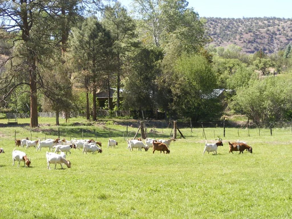 Goat Farm, Gila Hot Springs, New Mexico