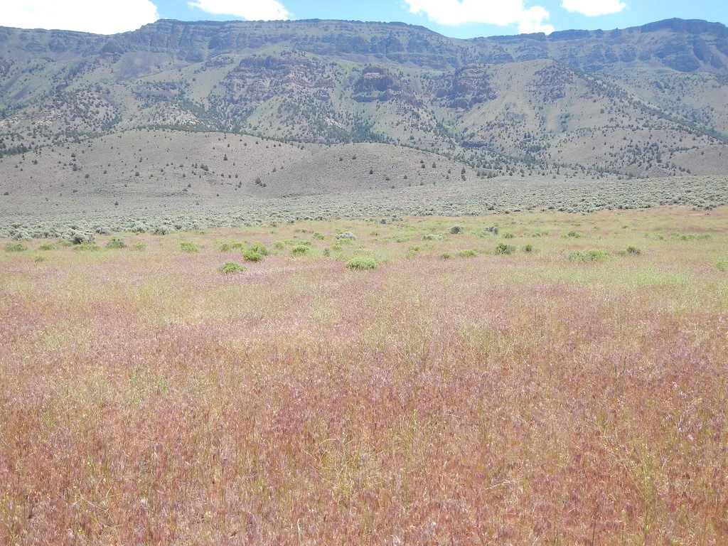 Wyoming big sagebrush steppe: Hart Mountain National Antelope Refuge, near Plush, Oregon