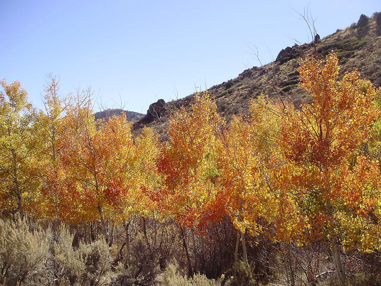 Aspen in Harrison Pass, near Ruby Valley, Nevada