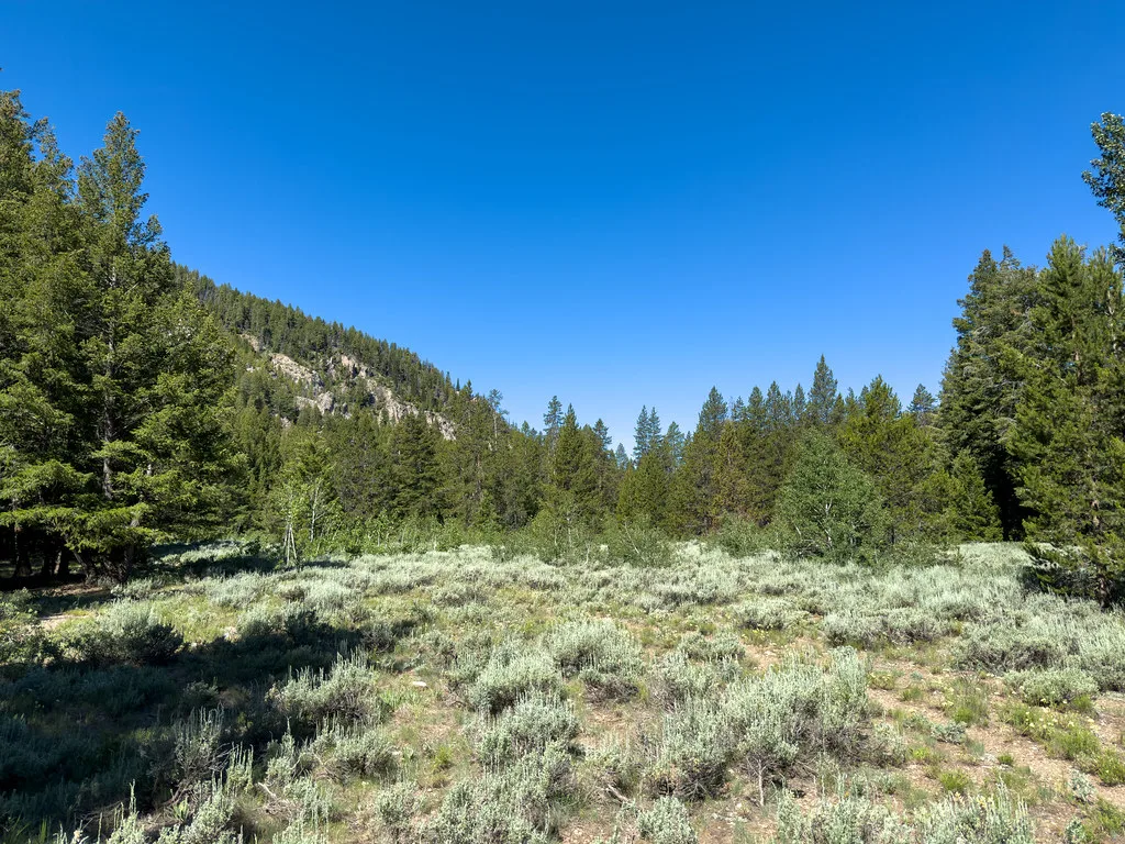 Trees at Big Wood River - Sawtooth National Forest, about 15 km from Ketchum, Idaho