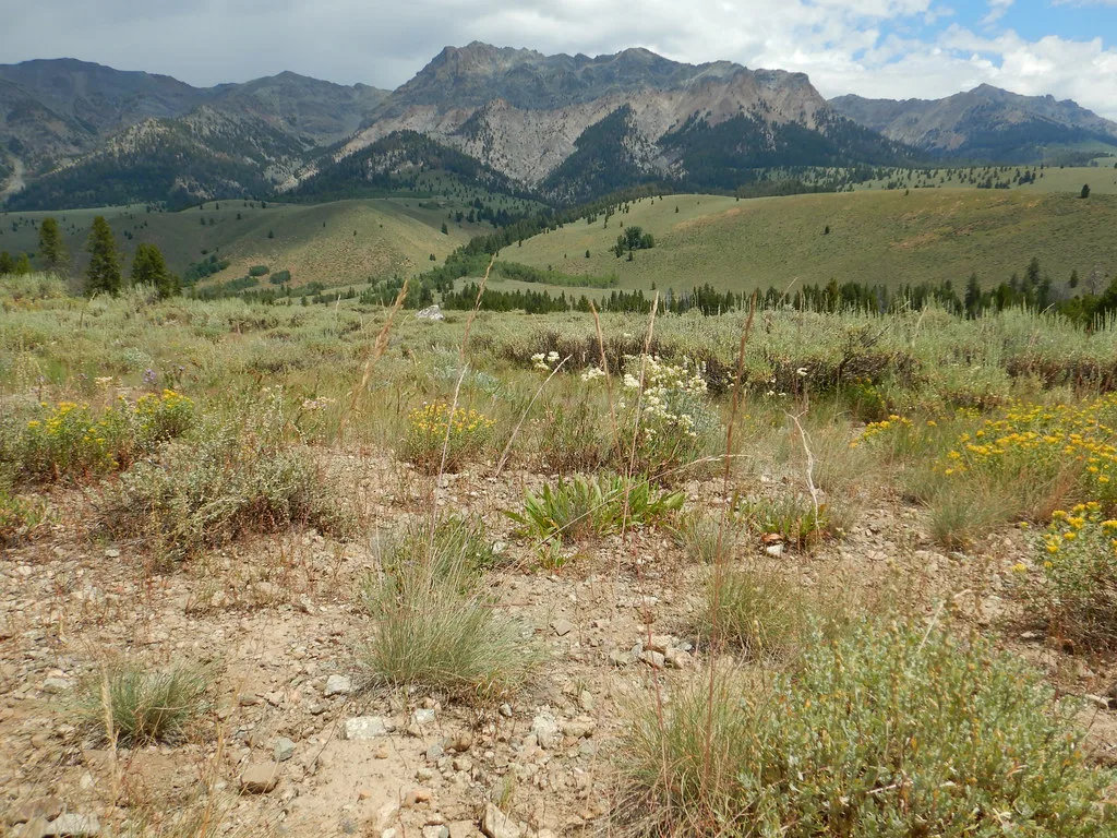 Little sagebrush and mountain big sagebrush steppe in the upper Big Wood River, about 25 km from Skillern Hot Springs, Idaho