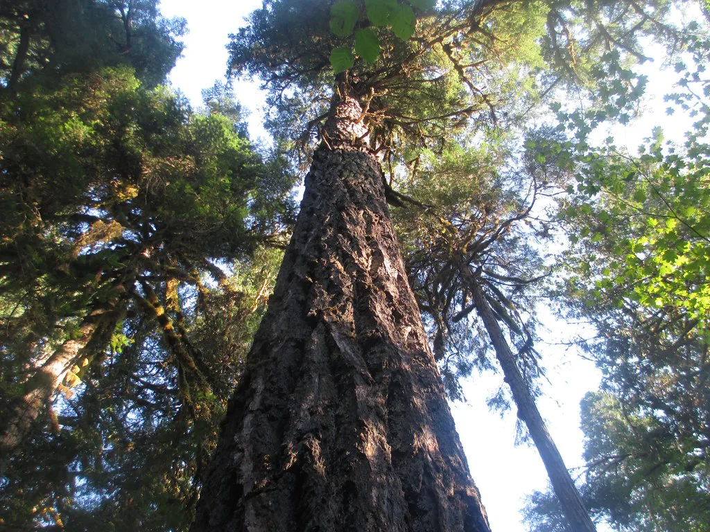 Old growth at Delta Campground near Rainbow OR. in the McKenzie Valley east of Eugene, Oregon