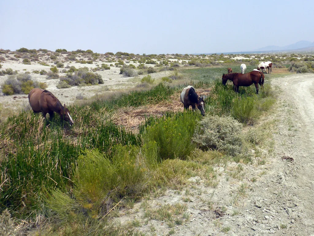 Wild horses at Trego Hot Springs, Nevada